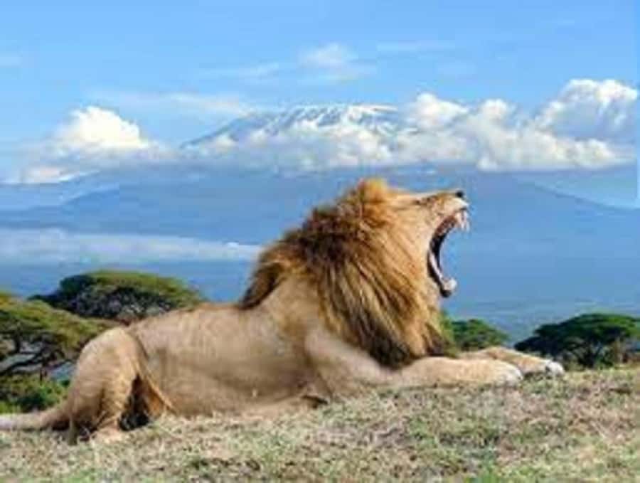 Nairobi:Day trip to Amboseli National park & Maasai village - Should you book the Amboseli day trip?