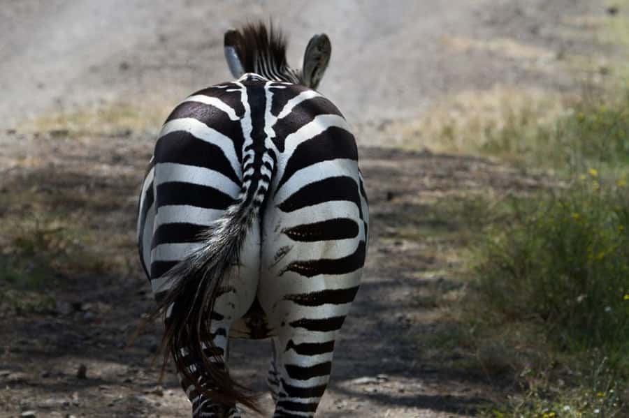Nairobi: Nakuru National Park and Lake Naivasha Day Tour - What to bring and what to confirm