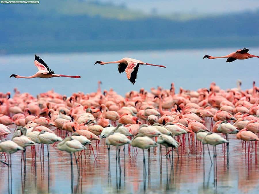 Nairobi: Nakuru National Park and Lake Naivasha Day Tour - Why this Nairobi day safari works