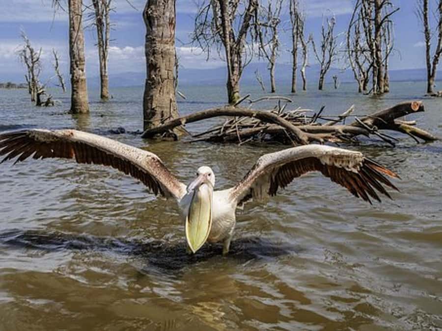 Nairobi: Nakuru National Park and Lake Naivasha Day Tour - Arriving at Lake Nakuru National Park around 9:00