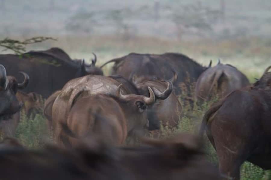 Nairobi: Nakuru National Park and Lake Naivasha Day Tour - Lunch at Lake Nakuru Lodge, then more park time