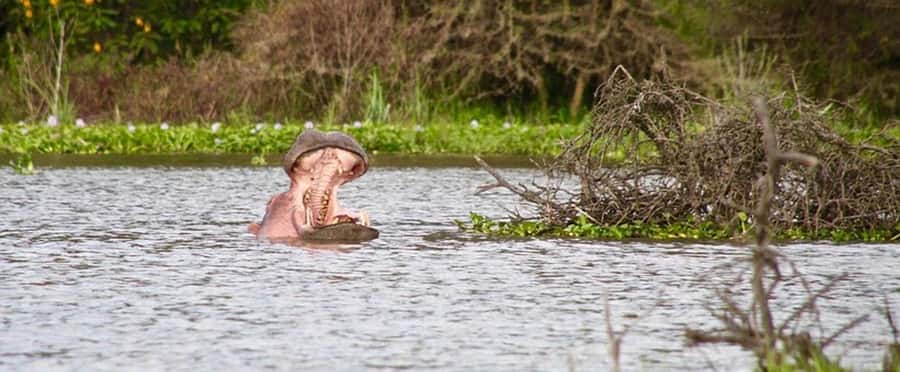 Nairobi: Nakuru National Park and Lake Naivasha Day Tour - The return to Nairobi