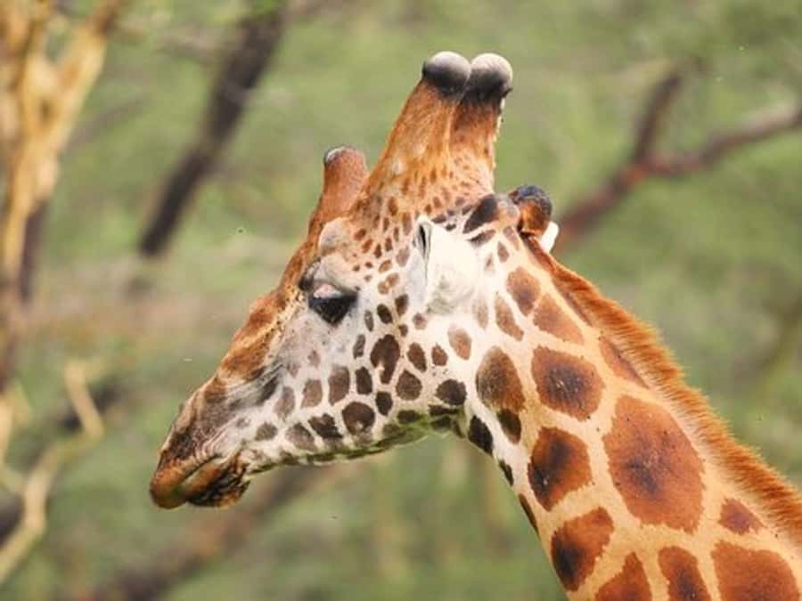 Nairobi: Nakuru National Park and Lake Naivasha Day Tour - Vehicle, guide, and comfort