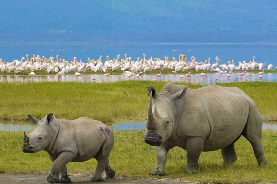 Nairobi: Nakuru National Park and Lake Naivasha Day Tour - The road from Nairobi to the Great Rift Valley