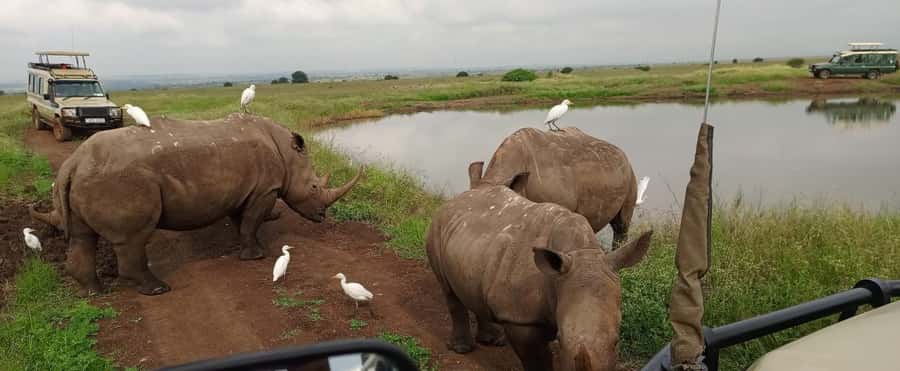 Nairobi National Park 5-hour Guided Game Drive Free Pick up - Key points before you book