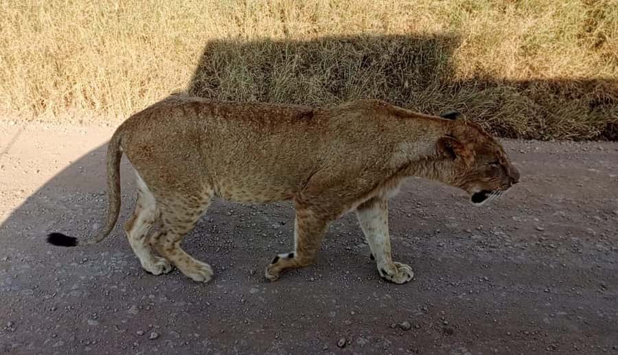 Nairobi National Park 5-hour Guided Game Drive Free Pick up - Why Nairobi National Park feels different