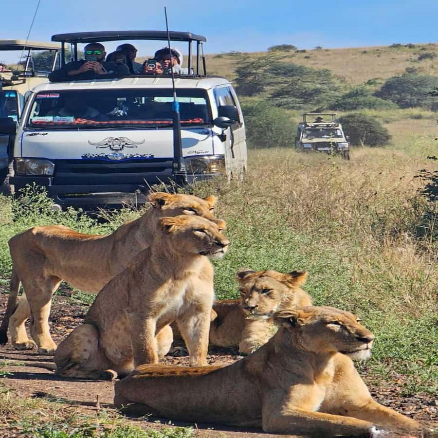 Nairobi National Park 5-hour Guided Game Drive Free Pick up - Five hours among lions, rhinos, and birds