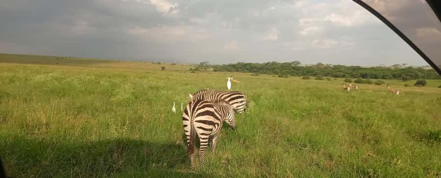 Nairobi National Park 5-hour Guided Game Drive Free Pick up - The craft market stop at KOBE TOUGH