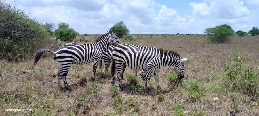 Nairobi National Park 5-hour Guided Game Drive Free Pick up - What I would want to know before booking