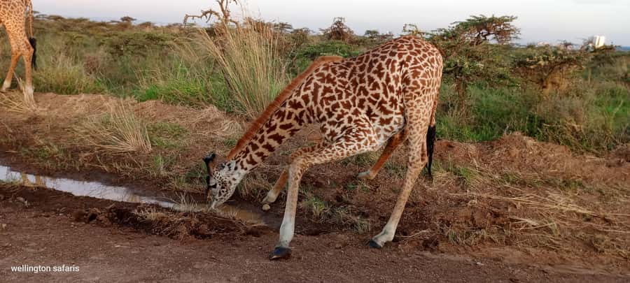 Nairobi National Park 5-hour Guided Game Drive Free Pick up - Should you book this Nairobi safari?