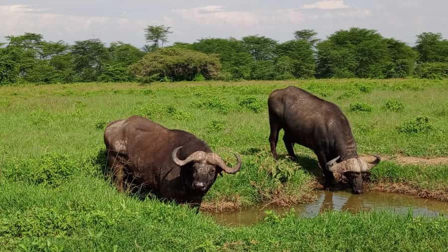 Nairobi National Park 5-hour Guided Game Drive Free Pick up - Pickup in Nairobi and the 30-minute drive