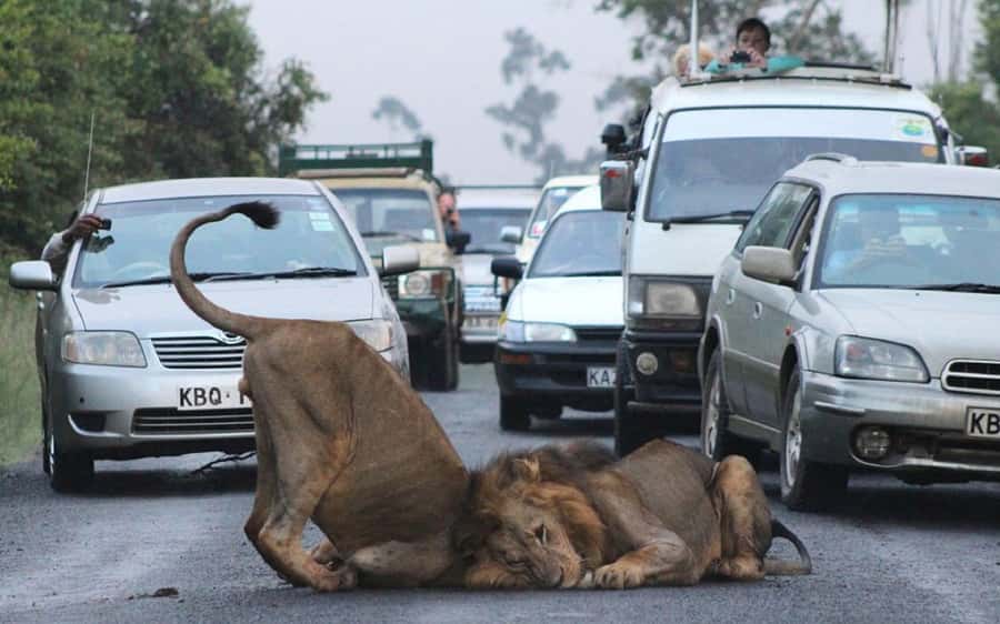 Nairobi National Park –Adventure at City’s Edge Free PickUp - What the city backdrop adds to the experience