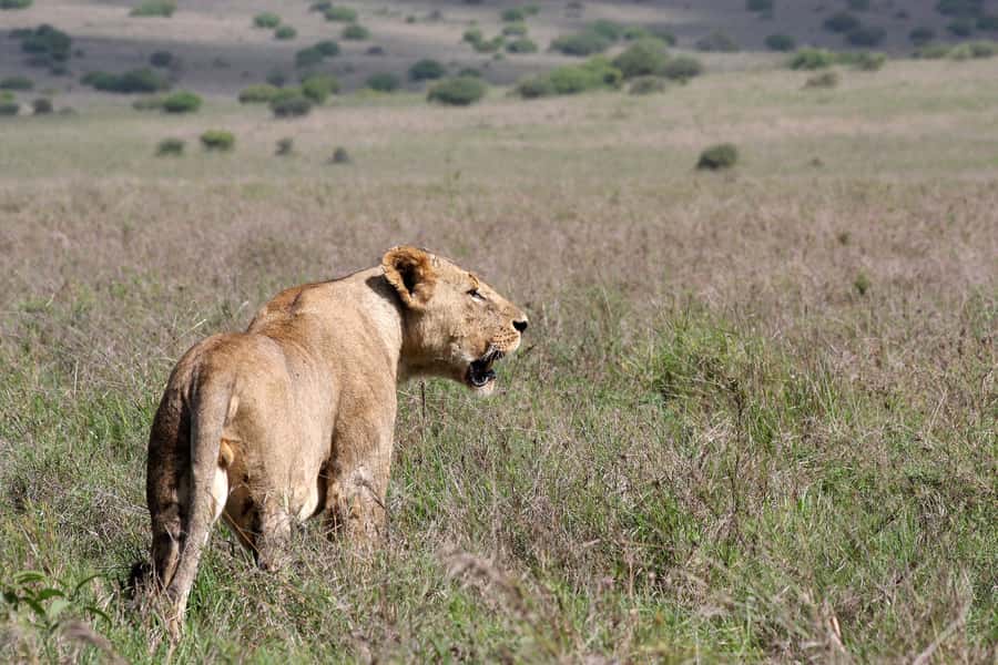 Nairobi National Park –Adventure at City’s Edge Free PickUp - Practical tips for getting more from the morning