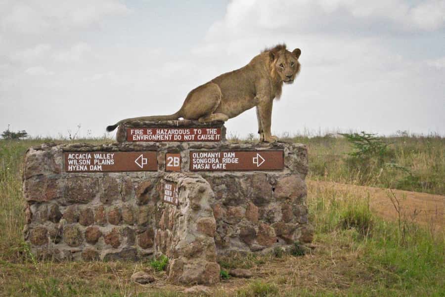 Nairobi National Park –Adventure at City’s Edge Free PickUp - Pickup from Nairobi hotels and apartments