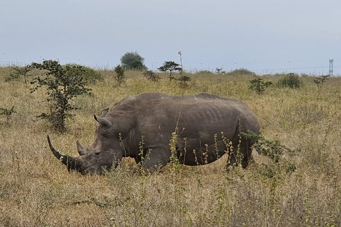 Nairobi national park and Giraffe center - What makes the animal sightings memorable