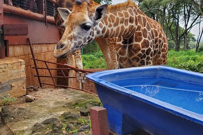 Nairobi national park and Giraffe center - Why the private vehicle changes the experience