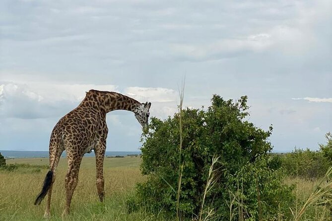 Nairobi national park and Giraffe center - Is $175 per person good value?