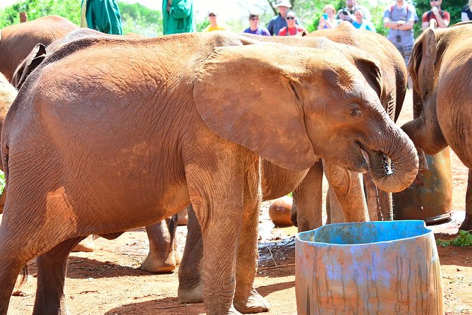 Nairobi national park and Giraffe center - Who will enjoy this Nairobi combination?