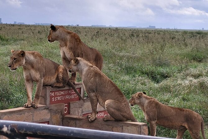 Nairobi National Park Daily Game drives. - What the four to six hours actually look like