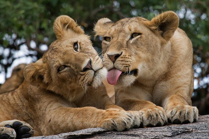 Nairobi National Park, Elephant Orphanage and Giraffe Centre - The Sheldrick Elephant Visit
