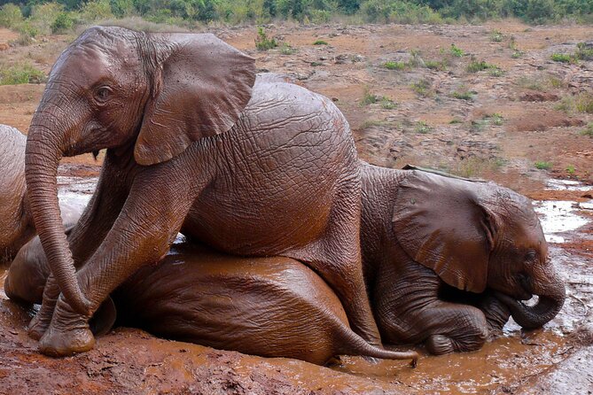 Nairobi National Park, Elephant Orphanage and Giraffe Centre - Kazuri Beads and the Unexpected Craft Stop