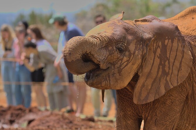 Nairobi National Park, Elephant Orphanage and Giraffe Centre - Who Will Like This Experience Most