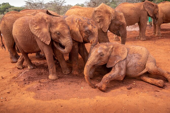 Nairobi National Park, Elephant Orphanage and Giraffe Centre - Four hours among wildlife in Nairobi National Park