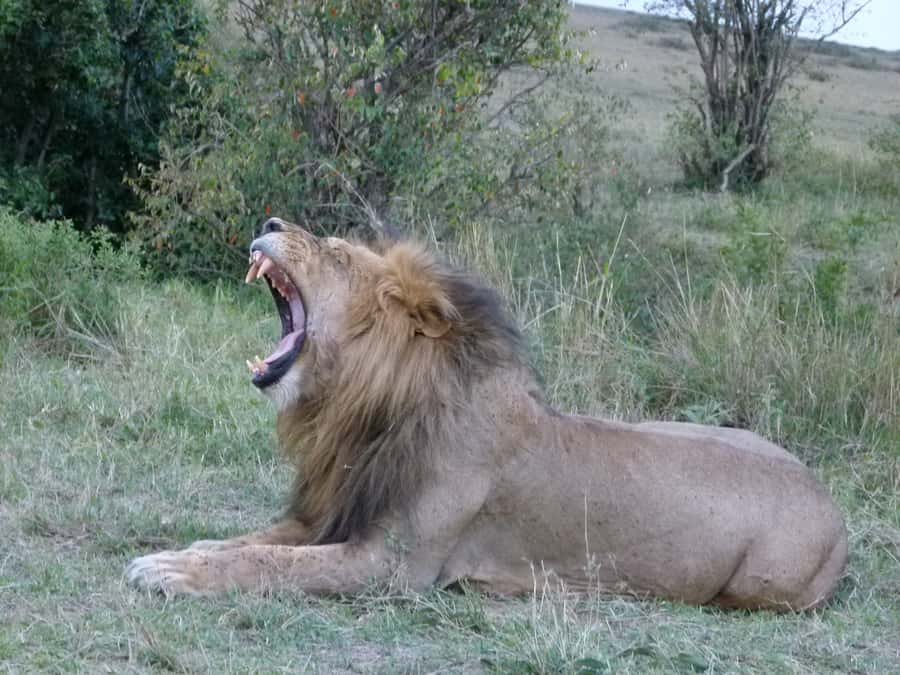 Nairobi National Park Full or Half-Day Tour with Guide - Key points to know before booking