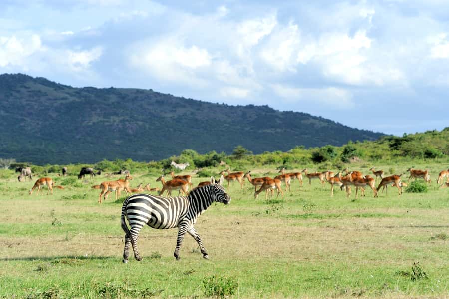 Nairobi National Park Full or Half-Day Tour with Guide - Nairobi National Park, a real safari beside the capital
