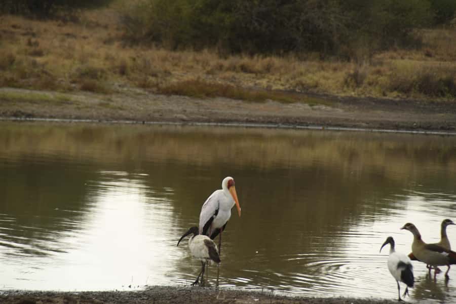 Nairobi National Park Full or Half-Day Tour with Guide - The evening dinner and dance option