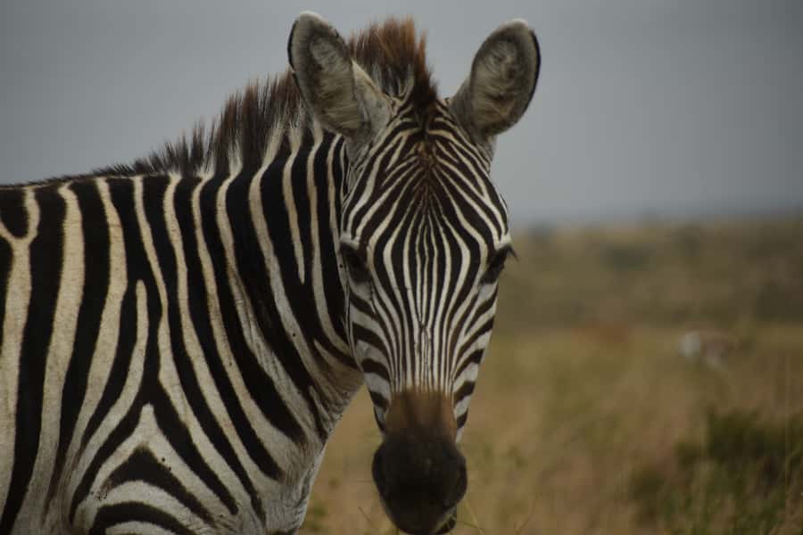 Nairobi National Park Full or Half-Day Tour with Guide - Transport, groups, and practical comfort
