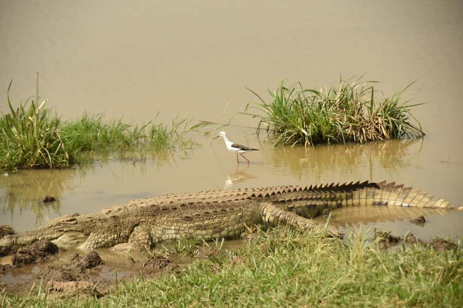 Nairobi National Park Full or Half-Day Tour with Guide - Who should book this Nairobi safari?