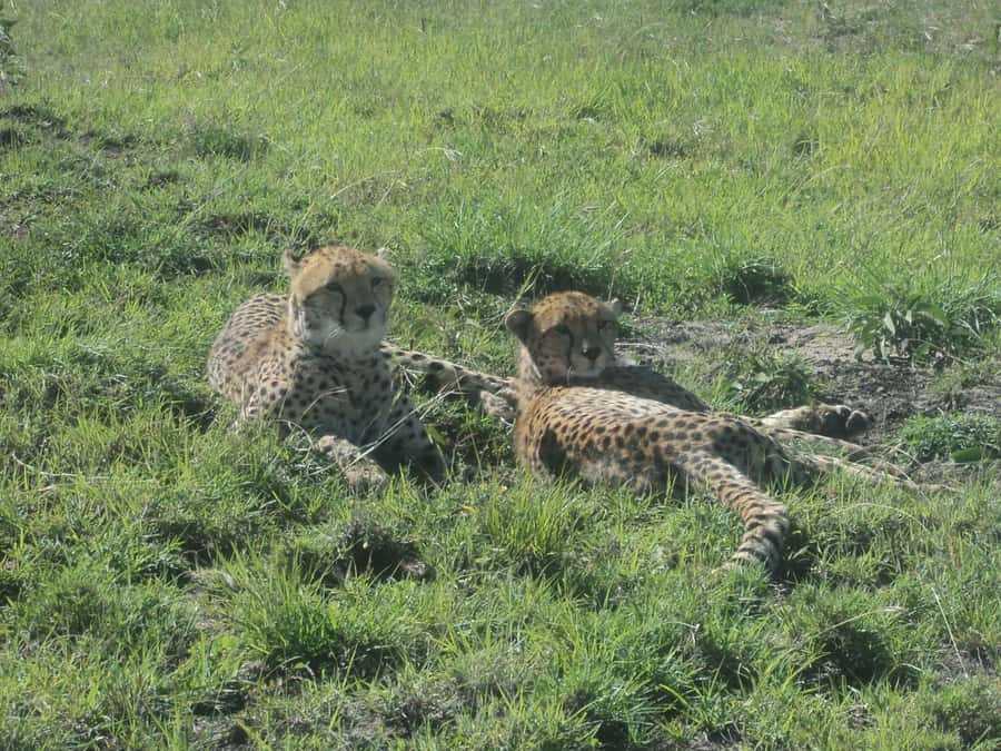 Nairobi National Park Full or Half-Day Tour with Guide - The 6 AM half-day drive is the best core option