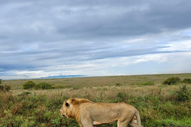 Nairobi National Park Half-Day Game Drive - Four hours of searching inside the park