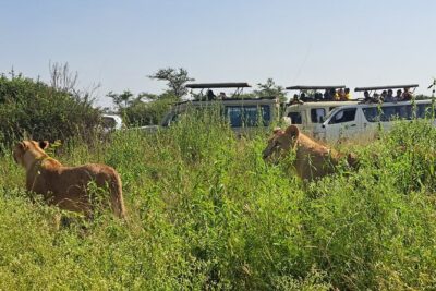 Nairobi National Park Half-Day Game Drive