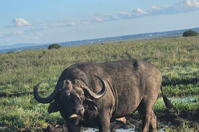 Nairobi National Park Half-Day Game Drive - Lions, rhinos, and the animals you may see