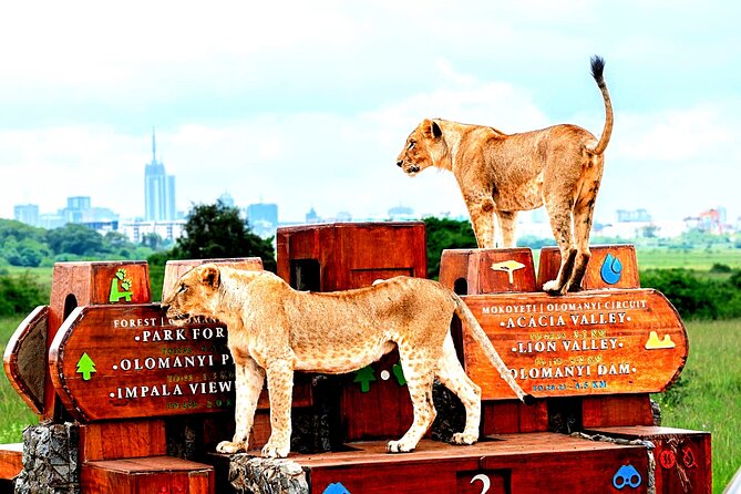 Nairobi National Park Half-Day Game Drive - Why the guide matters more than the vehicle