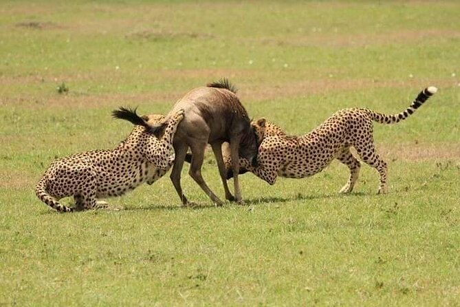 Nairobi National Park Half-Day Game Drive - Price, park fees, and overall value