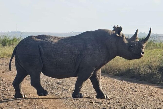 Nairobi National Park Half-Day Game Drive - How long the day really feels