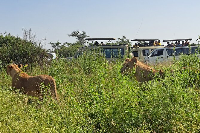 Nairobi National Park Half-Day Game Drive - Pickup, transport, and the first half-hour