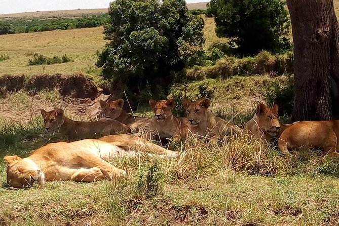 Nairobi National Park Half-Day Tour; Free Wi-Fi connection - The city skyline and the value of the setting