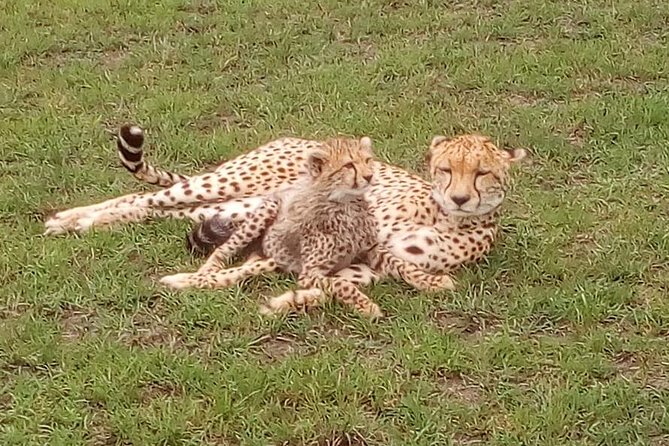 Nairobi National Park Half-Day Tour; Free Wi-Fi connection - The separate park entry fee changes the value