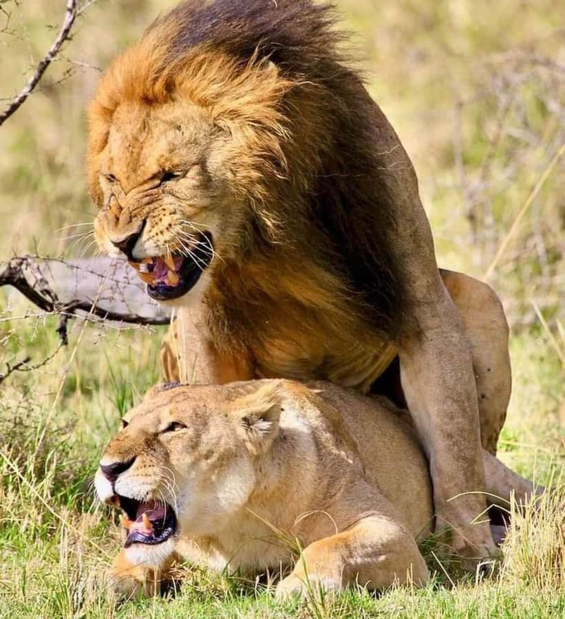 Nairobi: National Park & Optional Elephants & Giraffe Center - Key points to know before you book