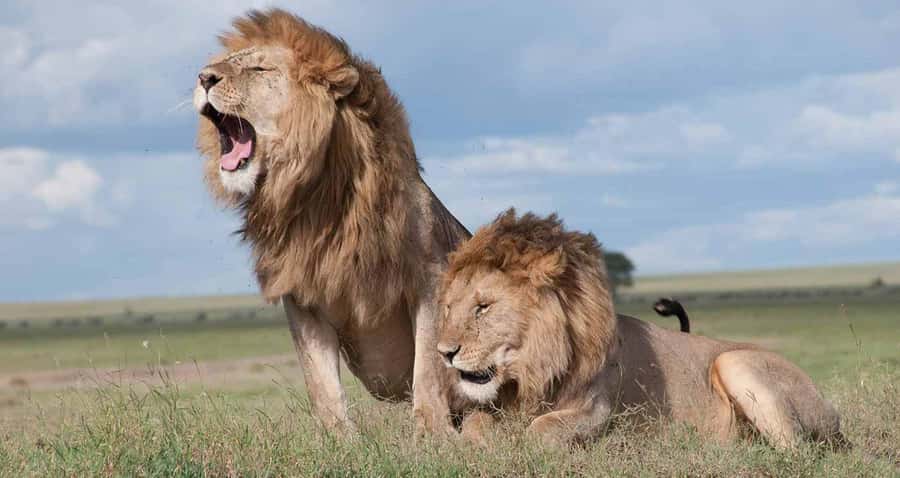Nairobi: National Park & Optional Elephants & Giraffe Center - The David Sheldrick Wildlife Trust elephant stop