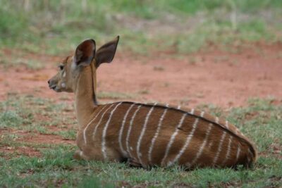 Nairobi: National Park & Optional Elephants & Giraffe Center