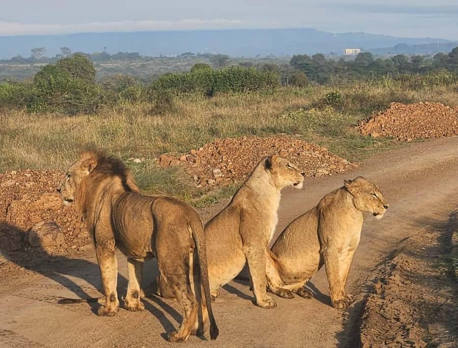 Nairobi: National Park & Optional Elephants & Giraffe Center - Kobe Beads Factory and a look at local craft