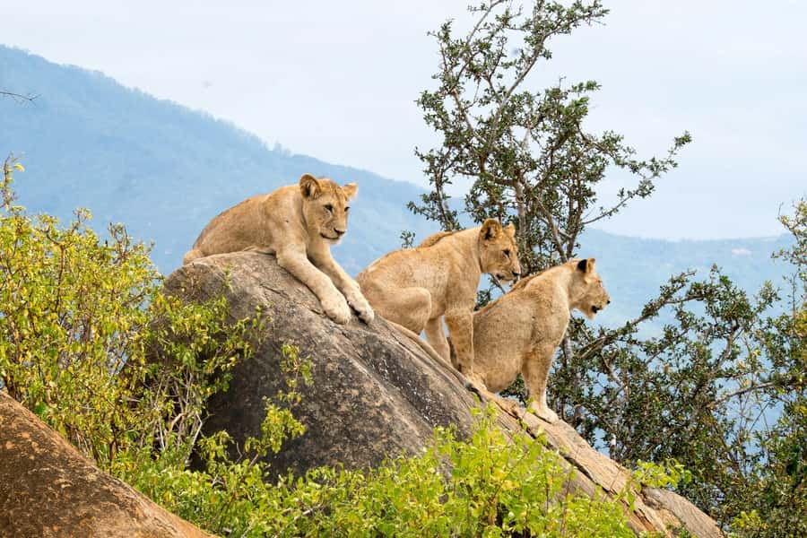 Nairobi: National Park & Optional Elephants & Giraffe Center - Who should choose this Nairobi day trip?