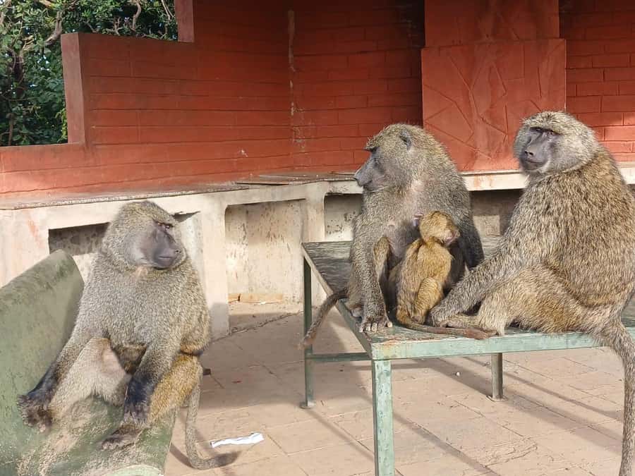 Nairobi: National Park & Optional Elephants & Giraffe Center - Should you book it?
