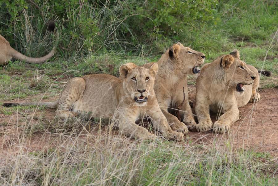 Nairobi: National Park Private Tour in 4X4 Jeep - Key points at a glance