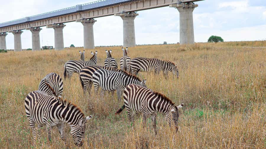 Nairobi: National Park Private Tour in 4X4 Jeep - Why Nairobi National Park makes a strong first safari